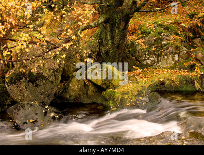 Ruscello di montagna, Sourmilk Gill, nel distretto del lago che fluisce attraverso il bosco in autunno sul suo modo di Easedale Tarn Foto Stock