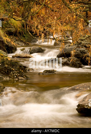 Ruscello di montagna, Sourmilk Gill, nel distretto del lago che fluisce attraverso il bosco in autunno sul suo modo di Easedale Tarn Foto Stock