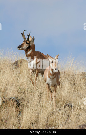 Un maschio e femmina pronghorn, noto anche come American antilope, pongono su una collina nel Parco Nazionale di Yellowstone, Wyoming negli Stati Uniti. Foto Stock