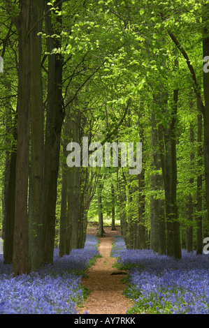 Path through Bluebell woods (Hyacinthoides non-scripta) Foto Stock