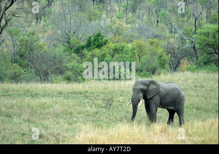 Elefante, Loxodonta africana, Kruger National Park, Sud Africa Foto Stock