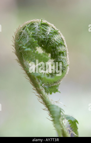 Bracken Pteridium aquilinum fond dispiegarsi Foto Stock