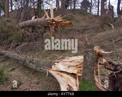 Alberi caduti, lacerata dalla tempesta venti della forza Foto Stock