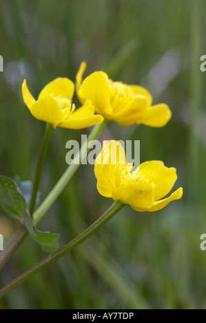 Marsh Marigold Caltha palustris fiori Foto Stock