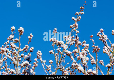 Raro neve di primavera aderisce alla fioritura Ciliegio filiali in un giardino nel Cheshire England Regno Kingdomscenic Foto Stock
