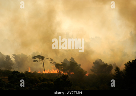 Wildfire in Grecia il 08 luglio 2007 il fuoco sulla isola di Samos nella zona tra Mitilini e Kokkari. Foto Stock