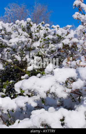 Raro neve di primavera aderisce alla siepe di biancospino e Escallonia filiali in un giardino nel Cheshire England Regno Unito Foto Stock