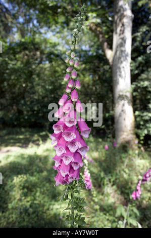 Foxglove Digitalis purpurea fiore Berkshire REGNO UNITO estate Foto Stock