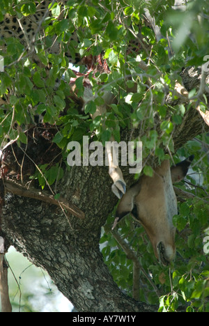 Un morto impala appeso a un albero, con un Leopard nasconde dietro il fogliame denso Foto Stock