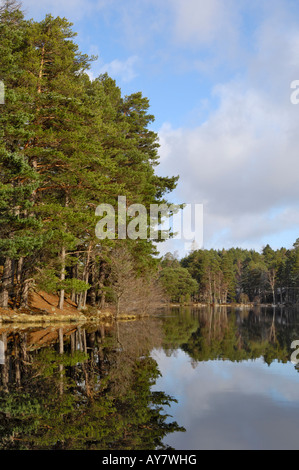 Pino silvestre alberi, Loch un Eilein, vicino a Aviemore, Highlands in Scozia - Foto Stock