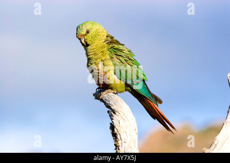 Parrocchetto australe (anche Austral Conure o Emerald parrocchetto), Parco Nazionale Torres del Paine, Patagonia, Cile Foto Stock