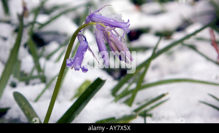 Credito foto DOUG BLANE Blue Bell fiori sotto la neve in Woburn Sands woodlands Buckinghamshire Foto Stock