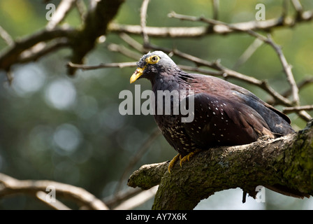 Oliva africano pigeon Foto Stock