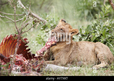 Lion (Panthera leo) mangiare Zebra Kill Foto Stock