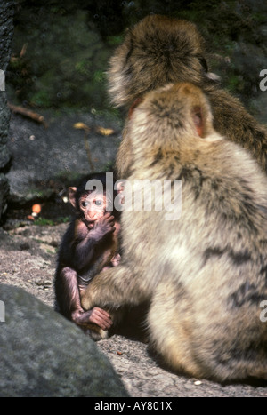 Barberia scimmie macaco lo zoo di Edimburgo Foto Stock