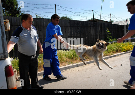 Raccoglitori per cane in Bucarest, la capitale, l'Europa orientale. Il governo della città di report che 9.000 persone sono picchiato ogni anno Foto Stock