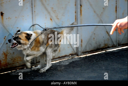 Raccoglitori per cane in Bucarest, la capitale, l'Europa orientale. Il governo della città di report che 9.000 persone sono picchiato ogni anno Foto Stock