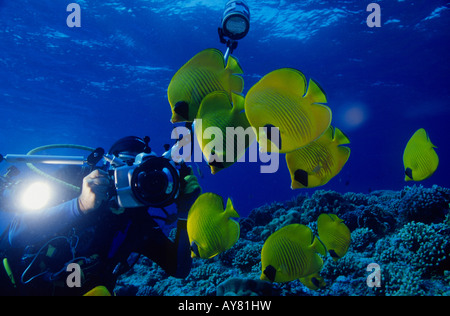 Sommozzatore fotografare Golden butterflyfish mascherato Chaetodon semilarvatus Elphinstone Reef Red sea Egypt Foto Stock