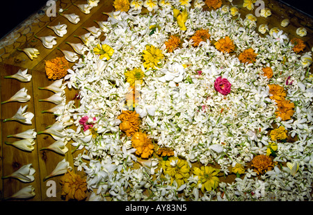 Sri Lanka Kandy il tempio del Dente jasmine omaggio floreale in biblioteca Foto Stock