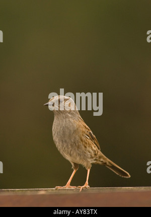 Dunnock sulla tabella di uccelli (Prunella modularis) Foto Stock