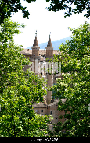 Una vista attraverso gli alberi della molto visitato Palazzo Ducale di Urbino nelle Marche Marche Italia Foto Stock