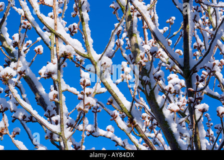 Raro neve di primavera aderisce alla fioritura Ciliegio filiali in un giardino nel Cheshire England Regno Kingdomscenic Foto Stock