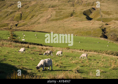 Regno Unito Yorkshire Holmfirth Lane pecore al pascolo a margine di Holme Moss Moor Foto Stock