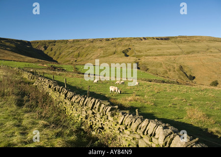 Regno Unito Yorkshire Holmfirth Lane pecore al pascolo a margine di Holme Moss Moor Foto Stock