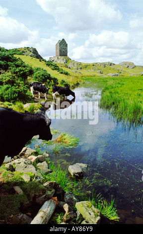 Torre Smailholm casa fortificata pele tower nella regione di frontiere del sud della Scozia UK Regno Unito. Bestiame bovino di caseificio accanto alla piscina Foto Stock