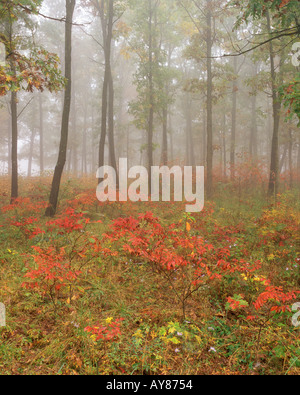 Foresta di autunno nella nebbia Foto Stock