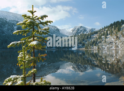 Abete a Karakol lake shore Altai Russia Foto Stock