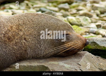 Un sonno pelliccia sigillo Foto Stock