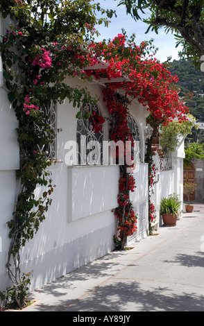 Un vicolo pittoresco con classic pareti bianche contrastanti con i colori rosso e rosa fiori nei vicoli di Capri. Foto Stock