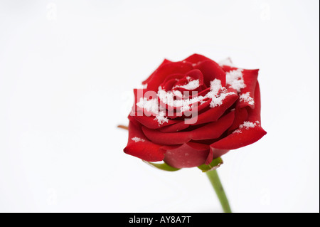 Single red rose ricoperta di neve su bianco Foto Stock
