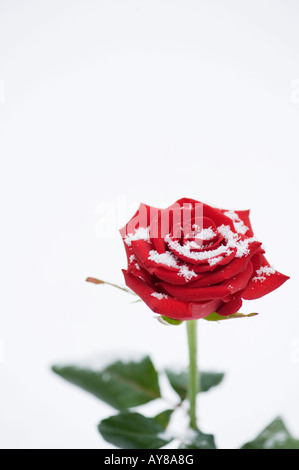 Single red rose ricoperta di neve su bianco Foto Stock