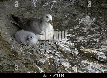 Northern Fulmar con ceci su nest Foto Stock