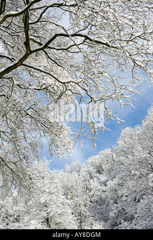 Rami di alberi coperti di neve in Oxfordshire campagna. Regno Unito Foto Stock