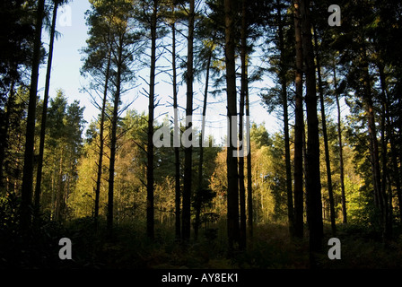 Autunno di scena a Holt Country Park, Norfolk, Regno Unito. Foto Stock