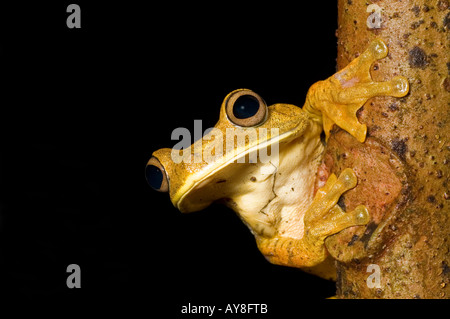 Mappa raganella hyla geographica nella foresta amazzonica in Ecuador Foto Stock