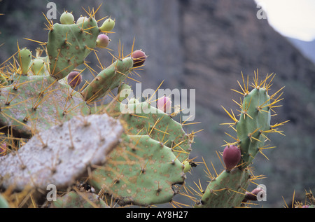 Frutti e spine di fichidindia Opuntia dillenii in Tenerife Canarie Spagna Foto Stock