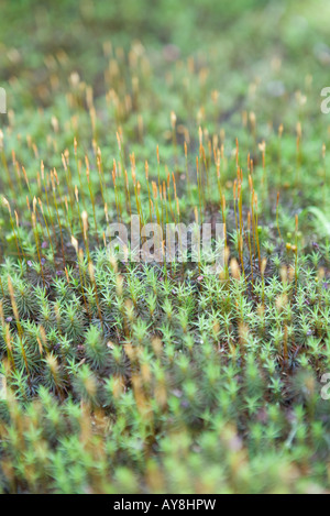 Nuova vegetazione che cresce, close-up Foto Stock