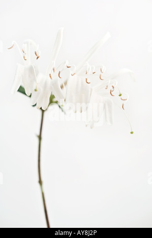 Caprifoglio blossoms, close-up Foto Stock