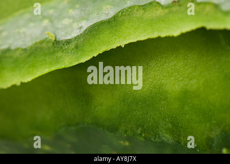 Aloe vera, extreme close-up, frame completo Foto Stock