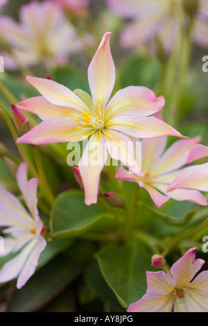 Lewisia Tweedyi 'Rosea' Foto Stock