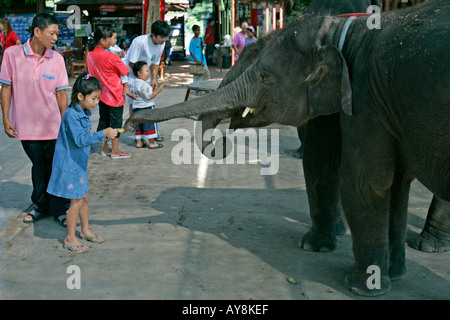 Feed ragazza giovane elefante banana a elephant composto Ayutthaya Thailandia Foto Stock