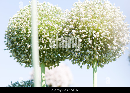 Fiori dell'allium Foto Stock