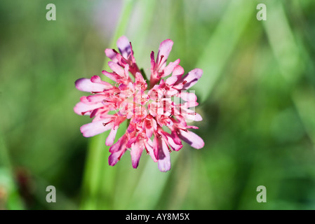 Scabiosa Foto Stock