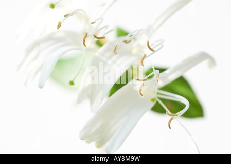 Caprifoglio, close-up su sfondo bianco Foto Stock