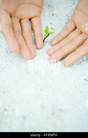 Mani a tazza accanto al Vivaio Coltivazione in sabbia, vista ritagliata Foto Stock