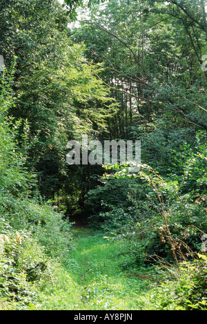 Sentiero nel bosco Foto Stock